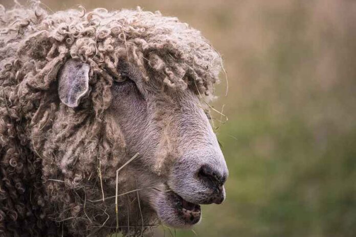 Depositphotos_581698978_schaap