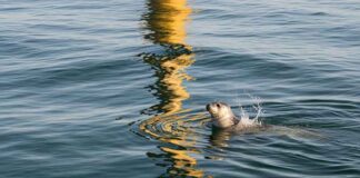 De oceaan als proeftuin: de verdrongen gevolgen van offshore windparken in de Atlantische Oceaan