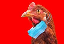 Nieuwe Vogelgriep-simulatie: nieuw is dat patiënten die maskers weigeren, nu officieel als “bedreiging” worden aangemerkt