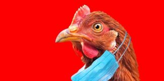 Nieuwe Vogelgriep-simulatie: nieuw is dat patiënten die maskers weigeren, nu officieel als “bedreiging” worden aangemerkt