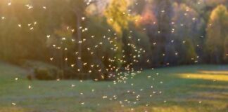 Het verdwijnen van insecten als vroege waarschuwing voor een systemisch biologisch falen