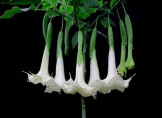 E-mails uit Epstein-dossiers tonen aan dat hij engelentrompetplanten kweekte om te gebruiken voor scopolamine, een drug die de vrije wil wegneemt en het geheugen van slachtoffers wist