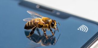 Alarmerende studie: straling van mobiele telefoons veroorzaakt metabolische ineenstorting bij bijen
