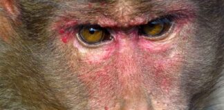 Tijd voor voor het aluminiumfoliehoedje: Hantavirus en ebola!