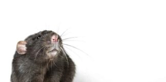 “Rattenvirus”, mondkapjes, isolatie, lockdown, wereldwijde paniek: niets dan bedrog en domheid