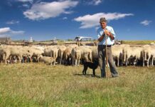 Mijn obsessie met schapen