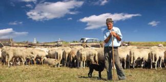 Mijn obsessie met schapen