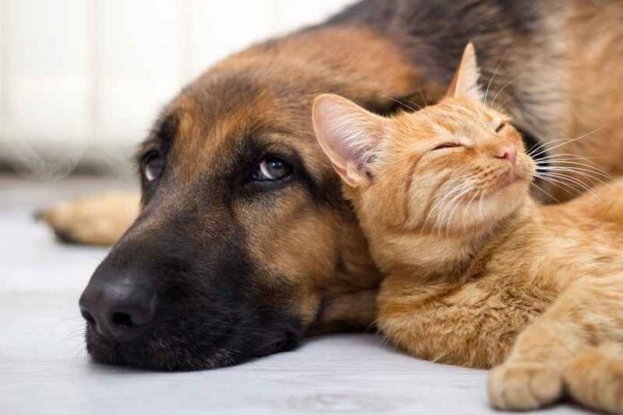 Depositphotos_34909067_hond-kat