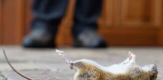 Is dit hantavirus een biowapen?