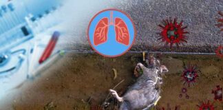 Het hantavirus, de WHO en de tegenstrijdigheden bij het afwegen van sterftecijfers