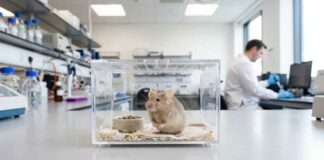 Hantavirus: RNA-resten in spermamonster worden uitgeroepen tot mondiaal gevaar