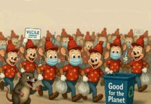 De Mickey Mouse Club voor Schapen