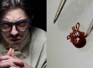 Angst groeit dat de zich snel verspreidende teek die vleesallergie veroorzaakt een genetisch gemanipuleerd biowapen is